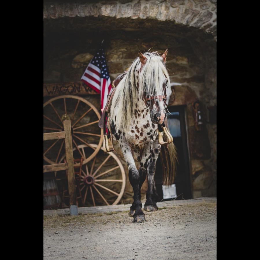 Ranch Du Haut-Languedoc La Salvetat-sur-Agout ภายนอก รูปภาพ