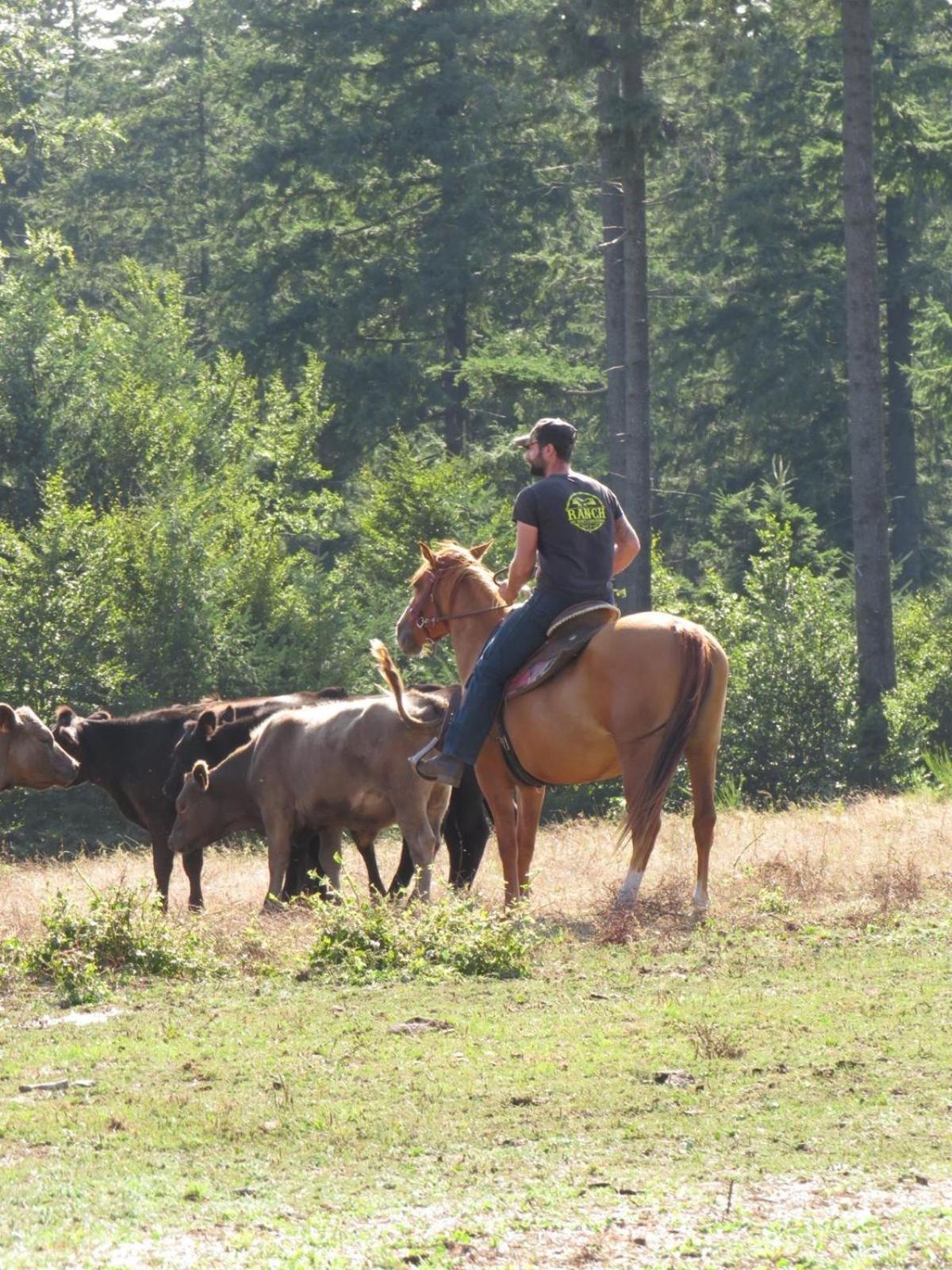 Ranch Du Haut-Languedoc La Salvetat-sur-Agout ภายนอก รูปภาพ